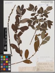 Foto von Salix cinerea L.